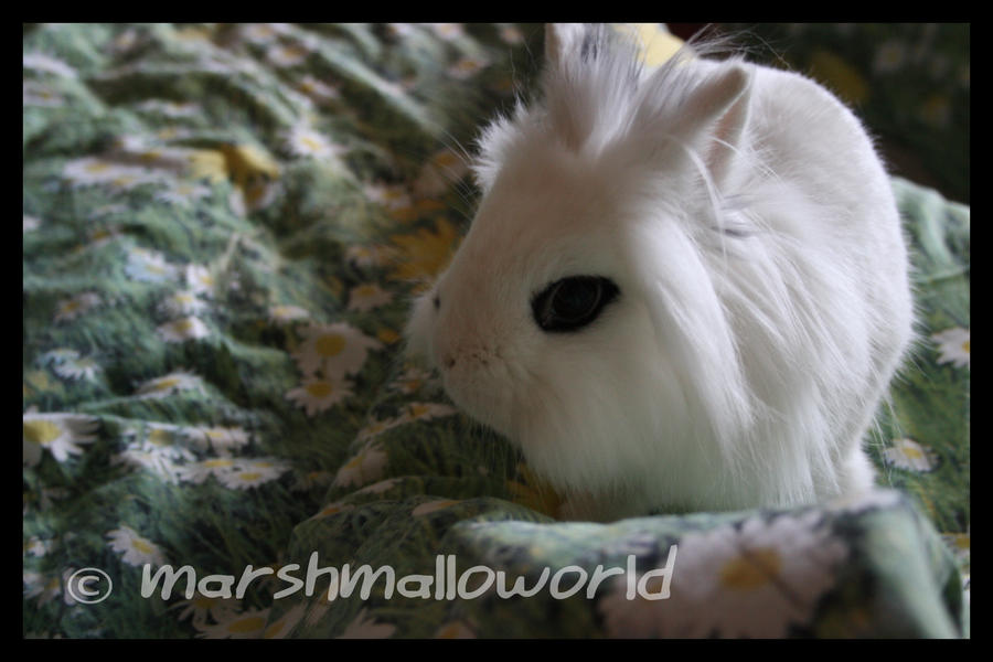 Melly the rabbit 3 by marshmalloworld on DeviantArt