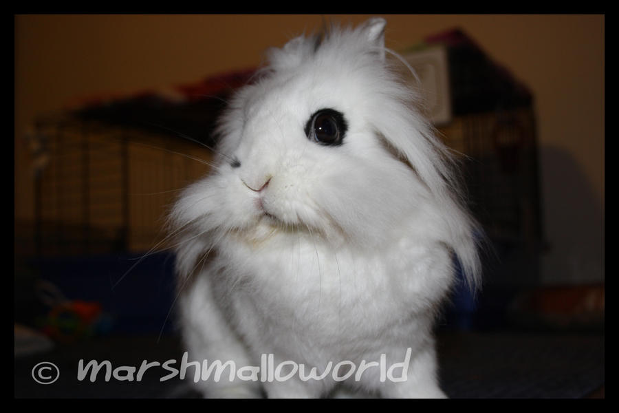 Melly the rabbit 4 by marshmalloworld on DeviantArt