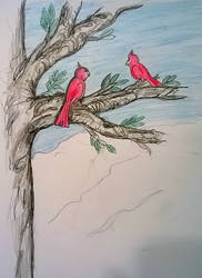 Cardinals