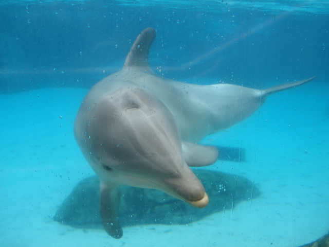 dolphin