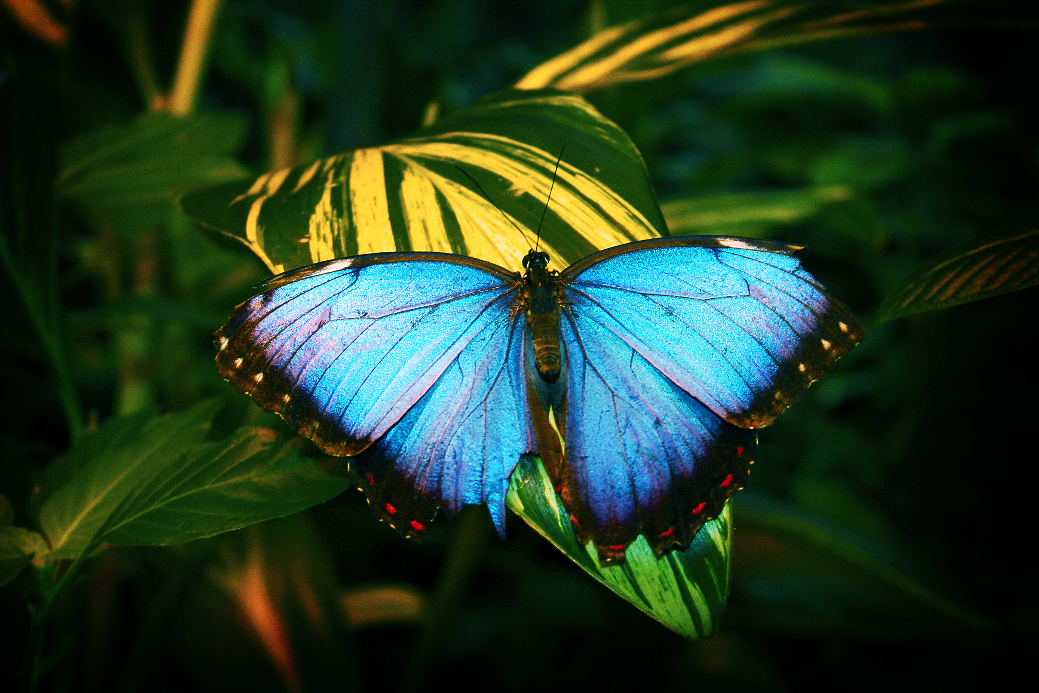 butterfly on a leaf 2