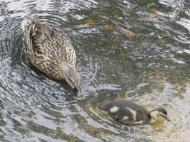Cute Duckling