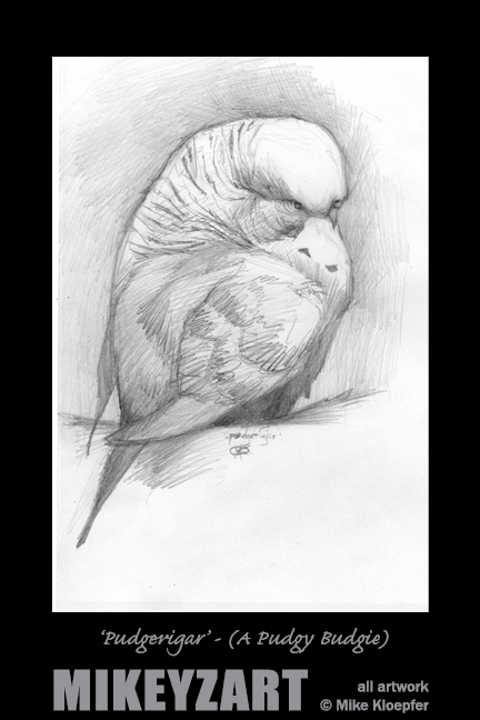 'Pudgerigar' - (A Pudgy Budgie)