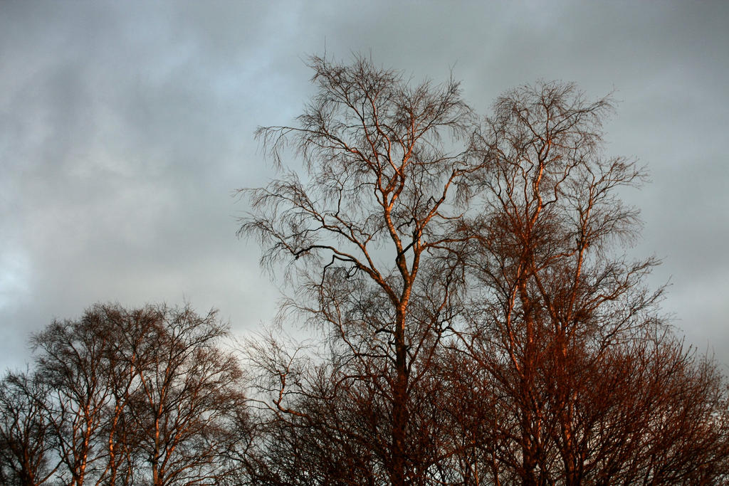 Red branches