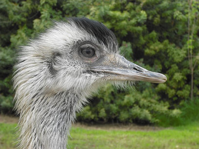 Emu