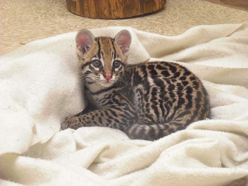 Baby Ocelot By Theheartcanburn On Deviantart Baby Ocelot By Theheartcanburn On Deviantart