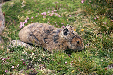 Pika