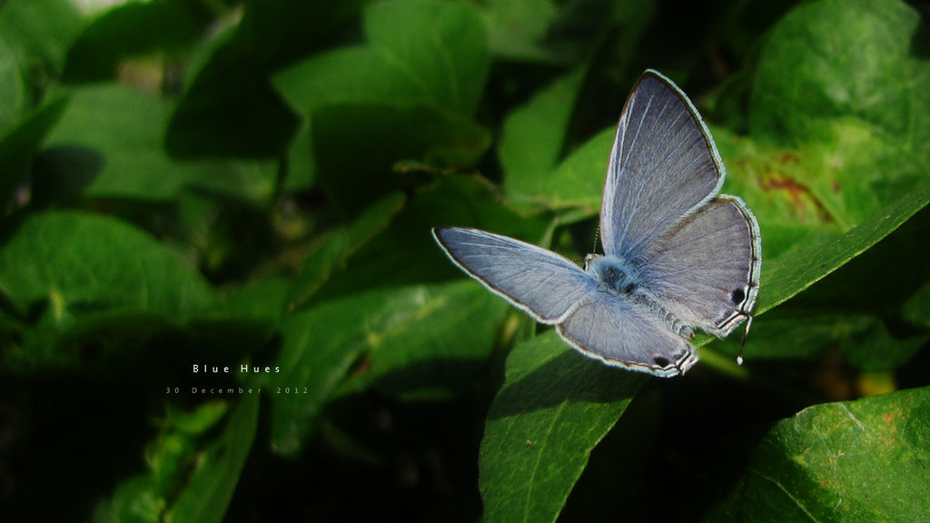 Blue Hues