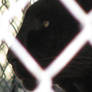 Black Jaguar a.k.a. Caged