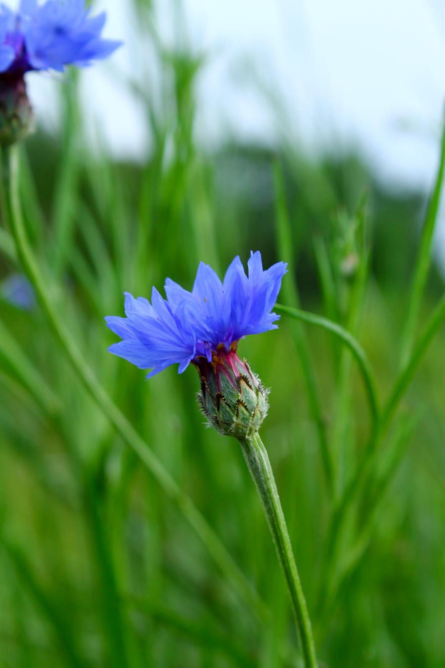 blaue blume