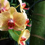 Yellow Orchid