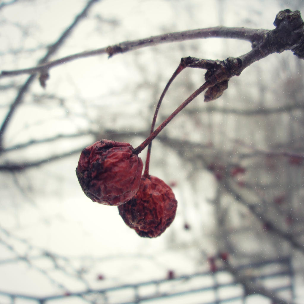 Berries