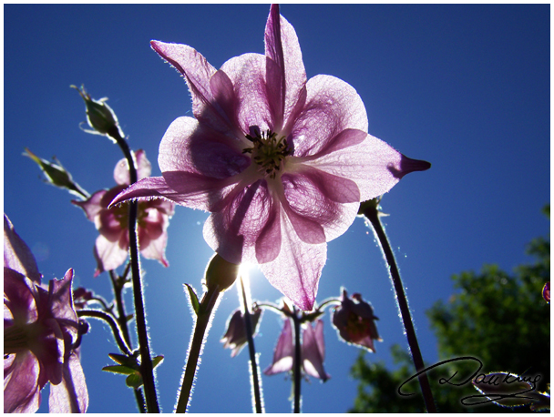 Flowers and Sun