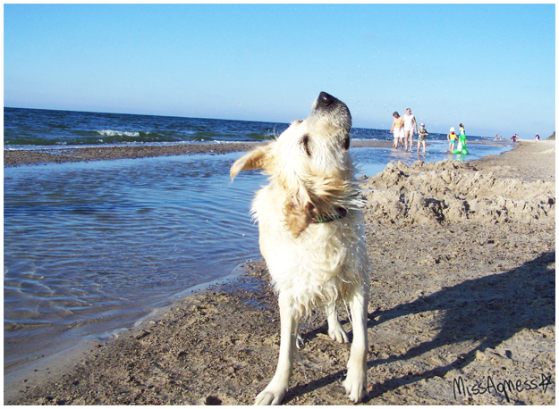 Happy dog