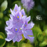 Water Hyacinth