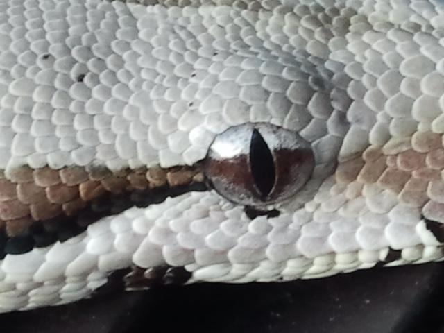 Snake Eye