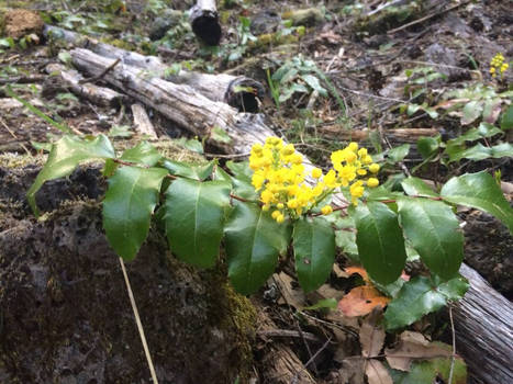 OR's State flower... The Oregon Grape.