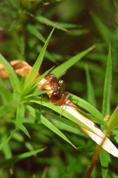 ant in moss