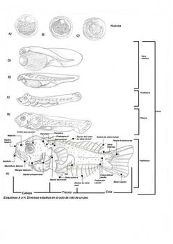 Ictioplancton