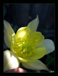 Yellow Columbine