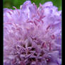 Dwarf Pincushion Flower