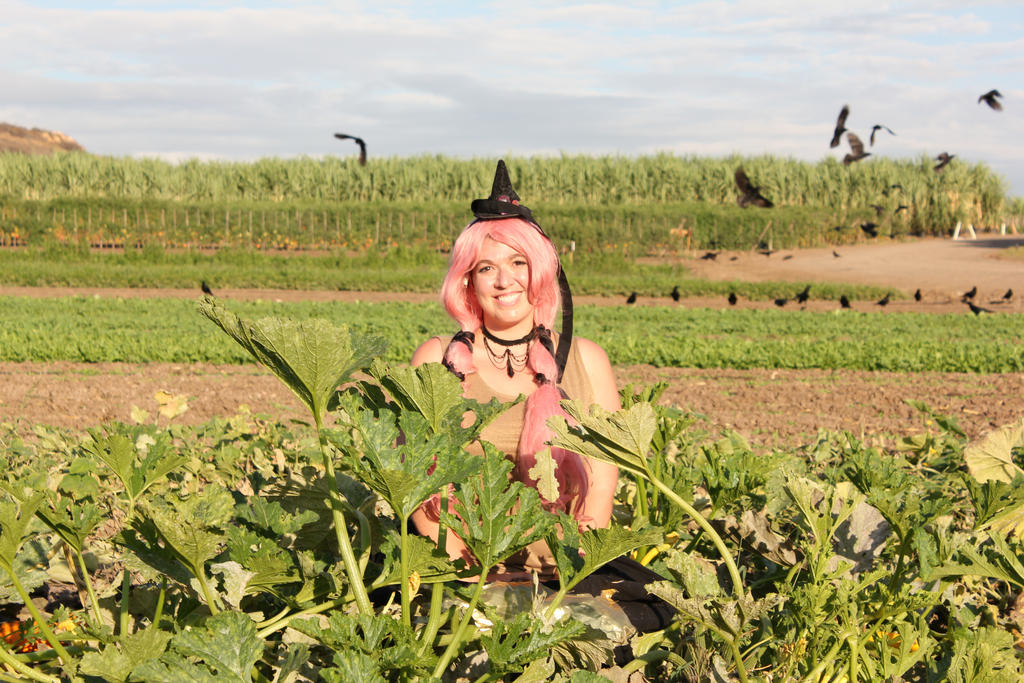 Gourgeist in a Pumpkin Patch