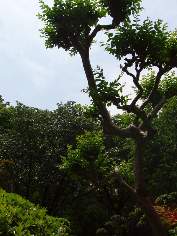 Japan tree by Ladyofthedarkwolves on DeviantArt