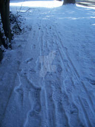 Snowy footsteps upon the path