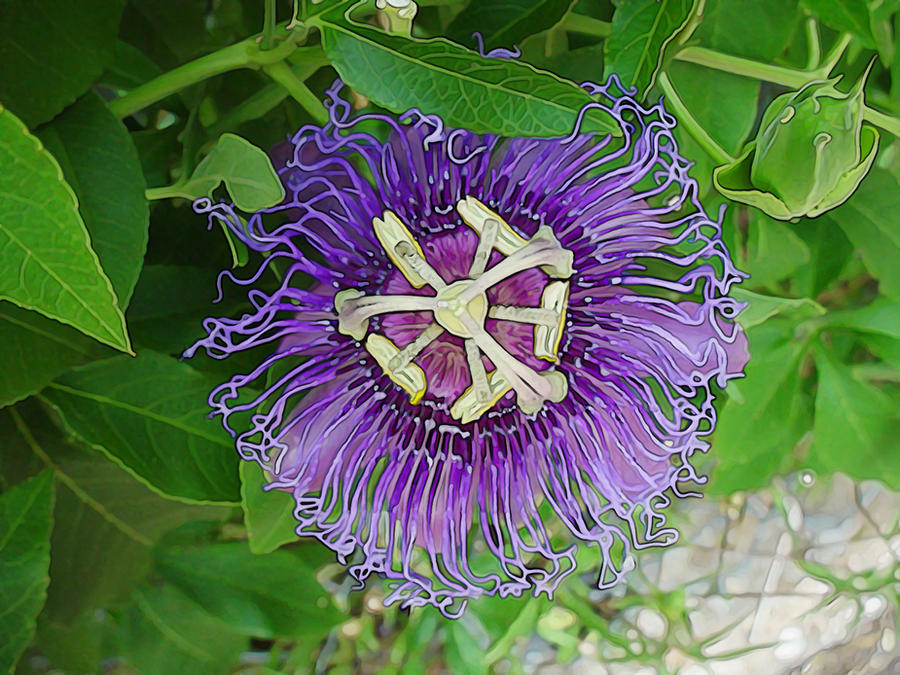 Compassion Bloom Compassion flower by mtbp on DeviantArt