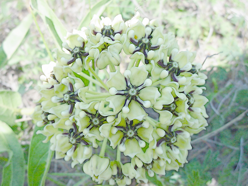 Milkweed