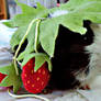 My Strawberry Piggie