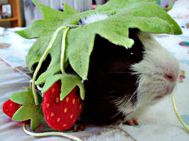 My Strawberry Piggie