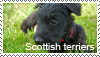 Scottish terrier stamp by Tollerka