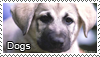 Love dogs stamp