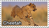 Cheetah stamp