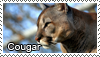 Cougar stamp by Tollerka