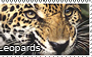 Leopard stamp