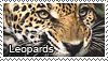 Leopard stamp