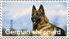 Shorthair ger. shepherd stamp by Tollerka