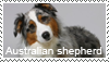 Australian shepherd stamp