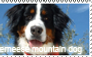 Berneese mountain dog stamp