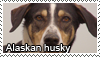 Alaskan husky stamp