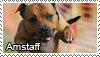 American staff. terrier stamp