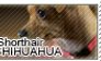 Shorthair chihuahua stamp