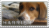 Harrier stamp