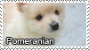 Pomeranian stamp