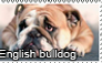 English bulldog stamp