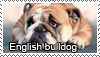 English bulldog stamp by Tollerka