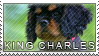 King charles spaniel stamp