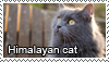 Himalayan cats stamp